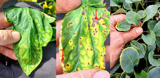 Yellowing tomato leaves.